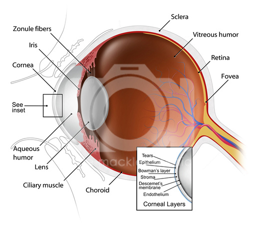 The Eye: Anatomy with Corneal Layers
