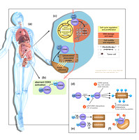 Key-Figure-and-TherapeuticTargeting