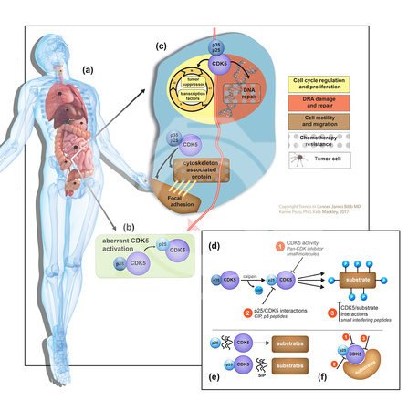 Key-Figure-and-TherapeuticTargeting