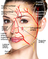 facial arteries and nerves