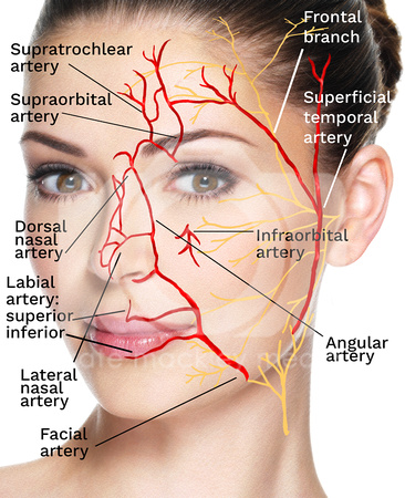 facial arteries and nerves